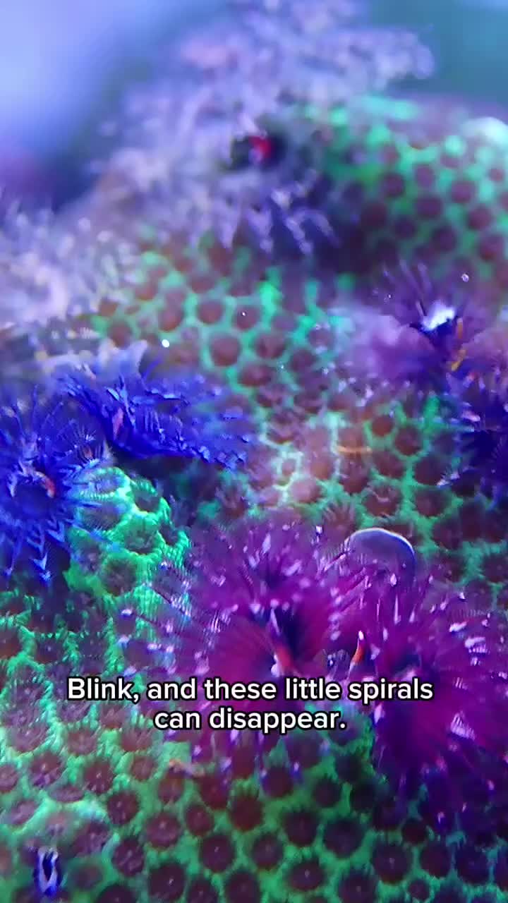 @Reeftogo