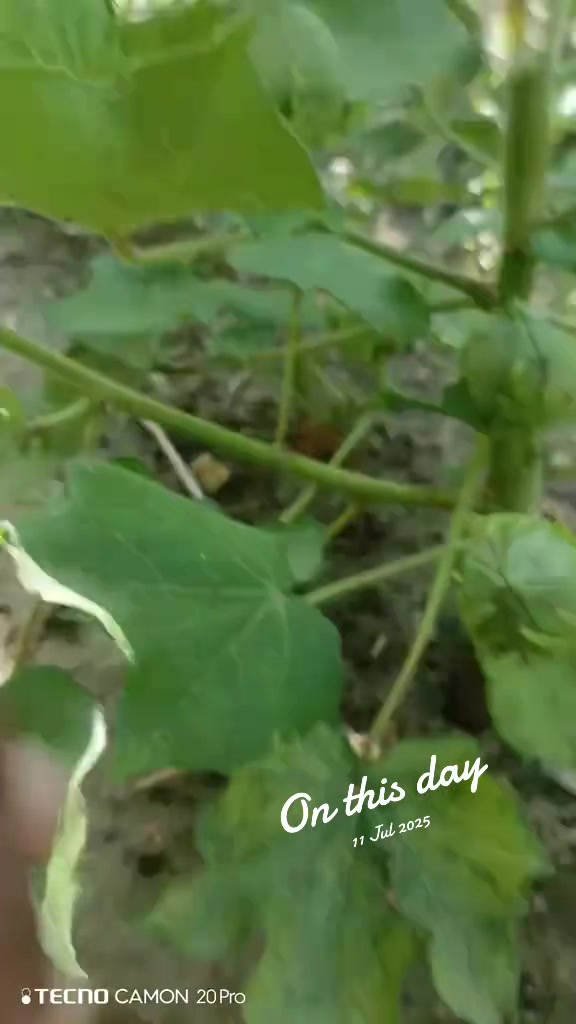@Mr.Tori.Farming (pathologist)