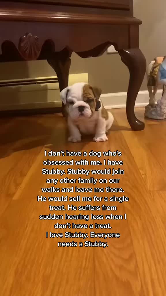 @Stubby The Bulldog