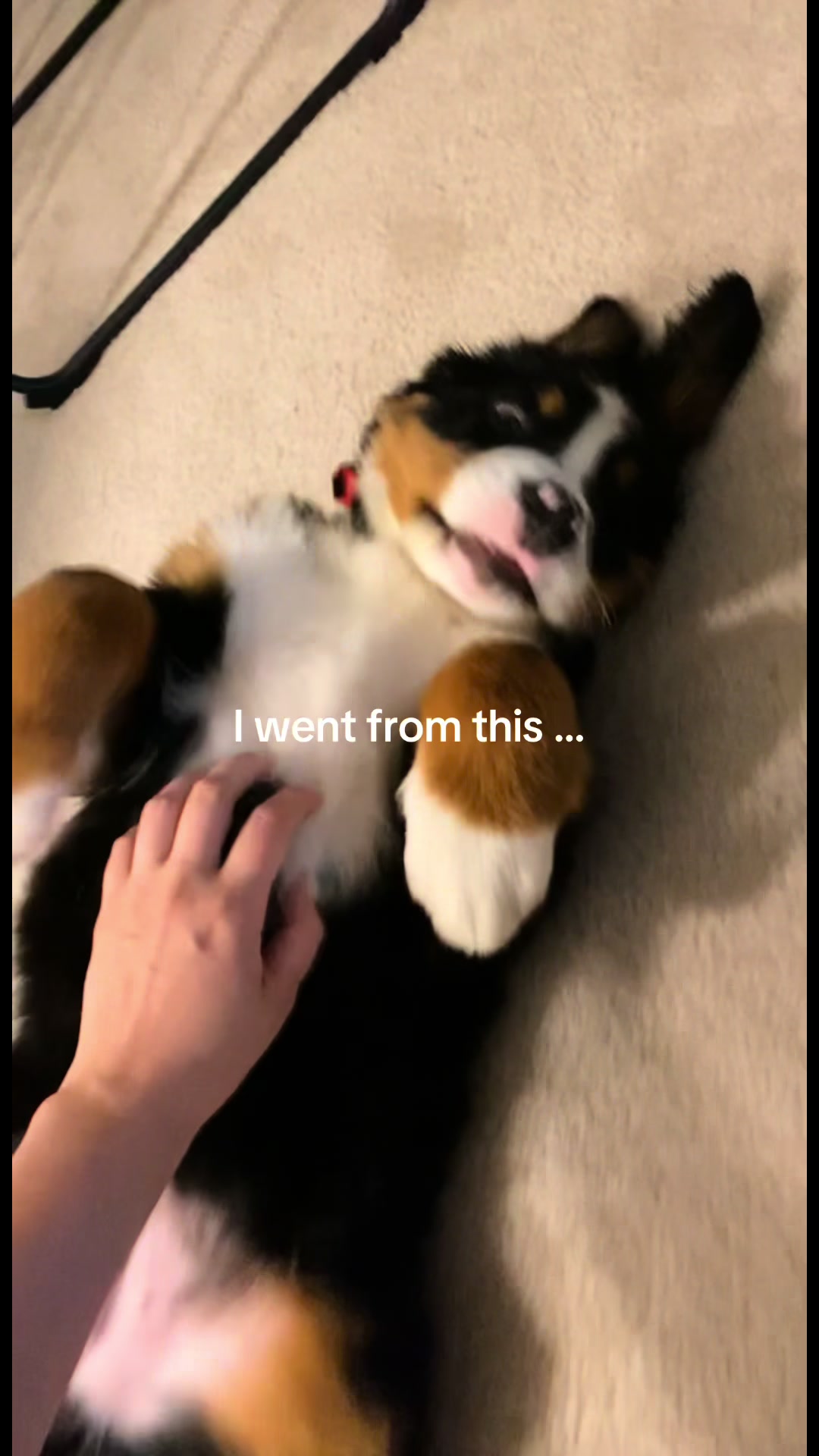 @rocky.bmd