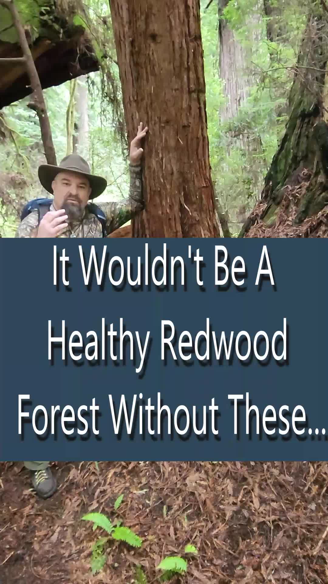 @Redwoods Rising