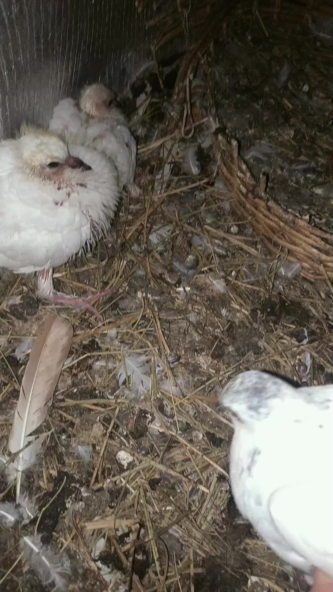 @Pigeon_which_unusual3