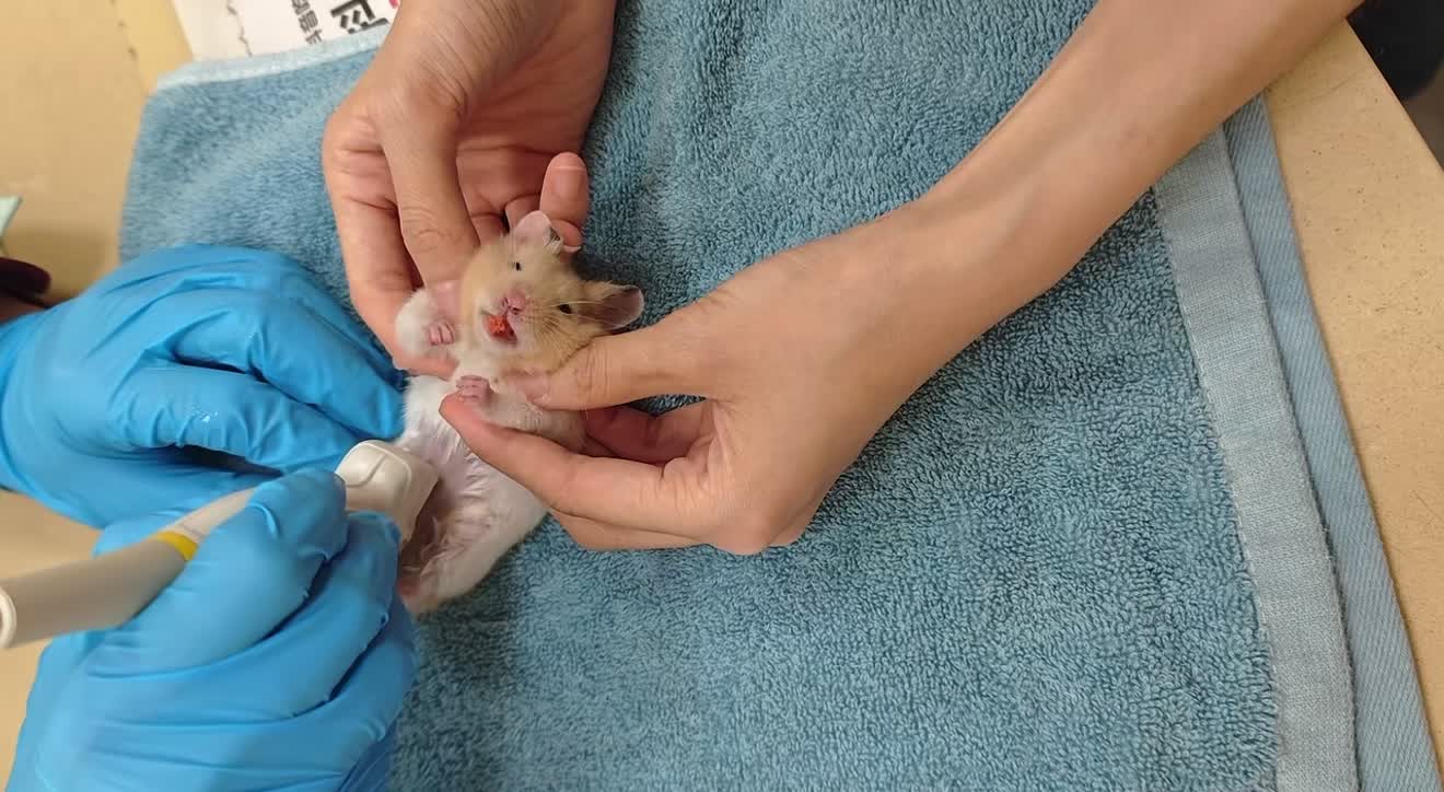 @chips.hamster