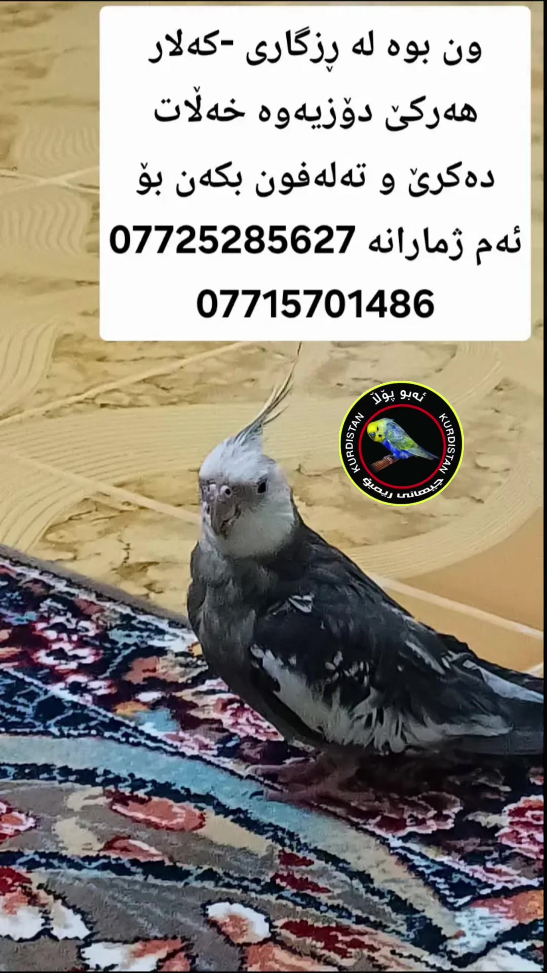 @أبو پؤلا