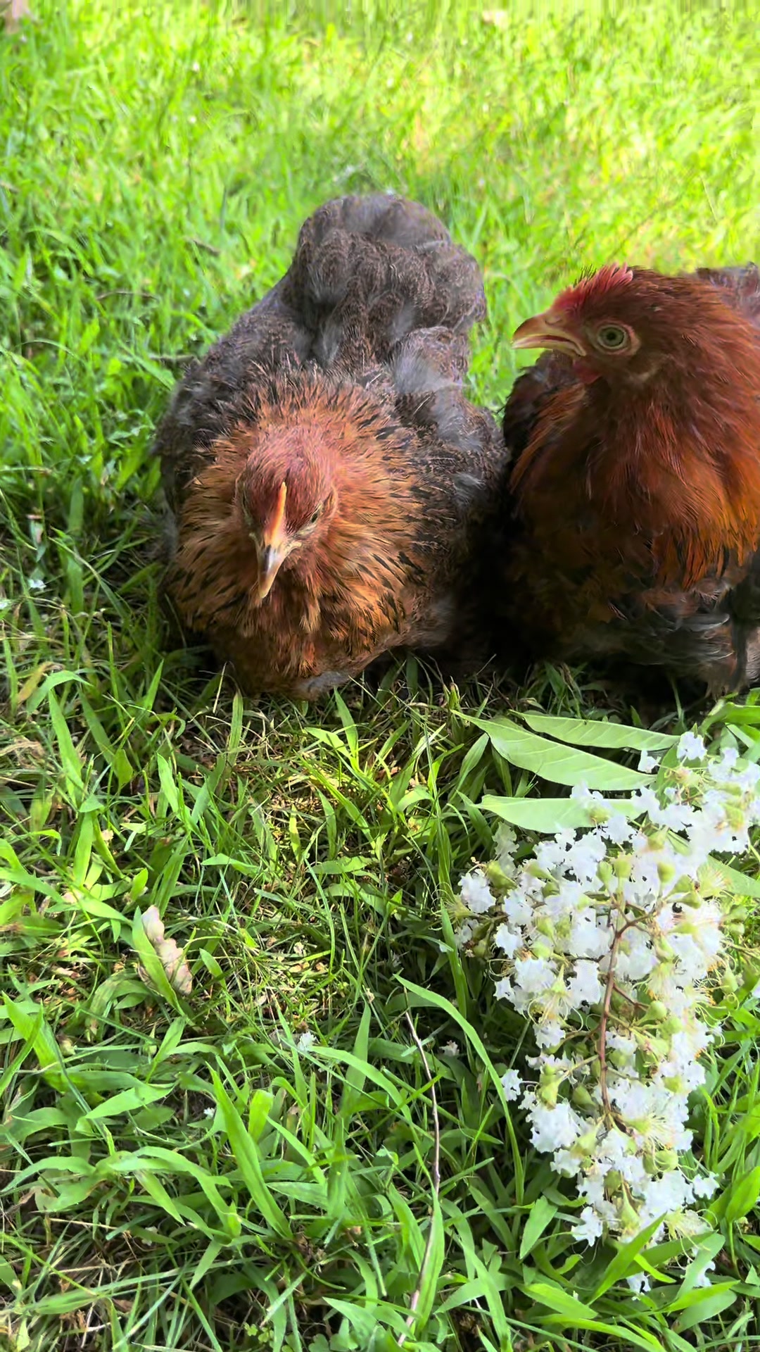 @Lavern | urban chickens
