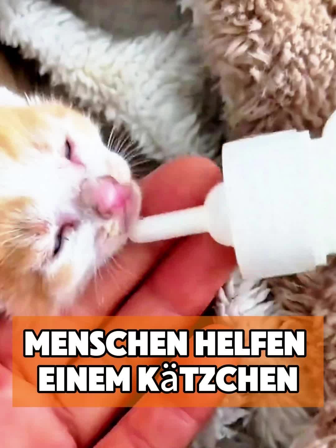 @toto_tier