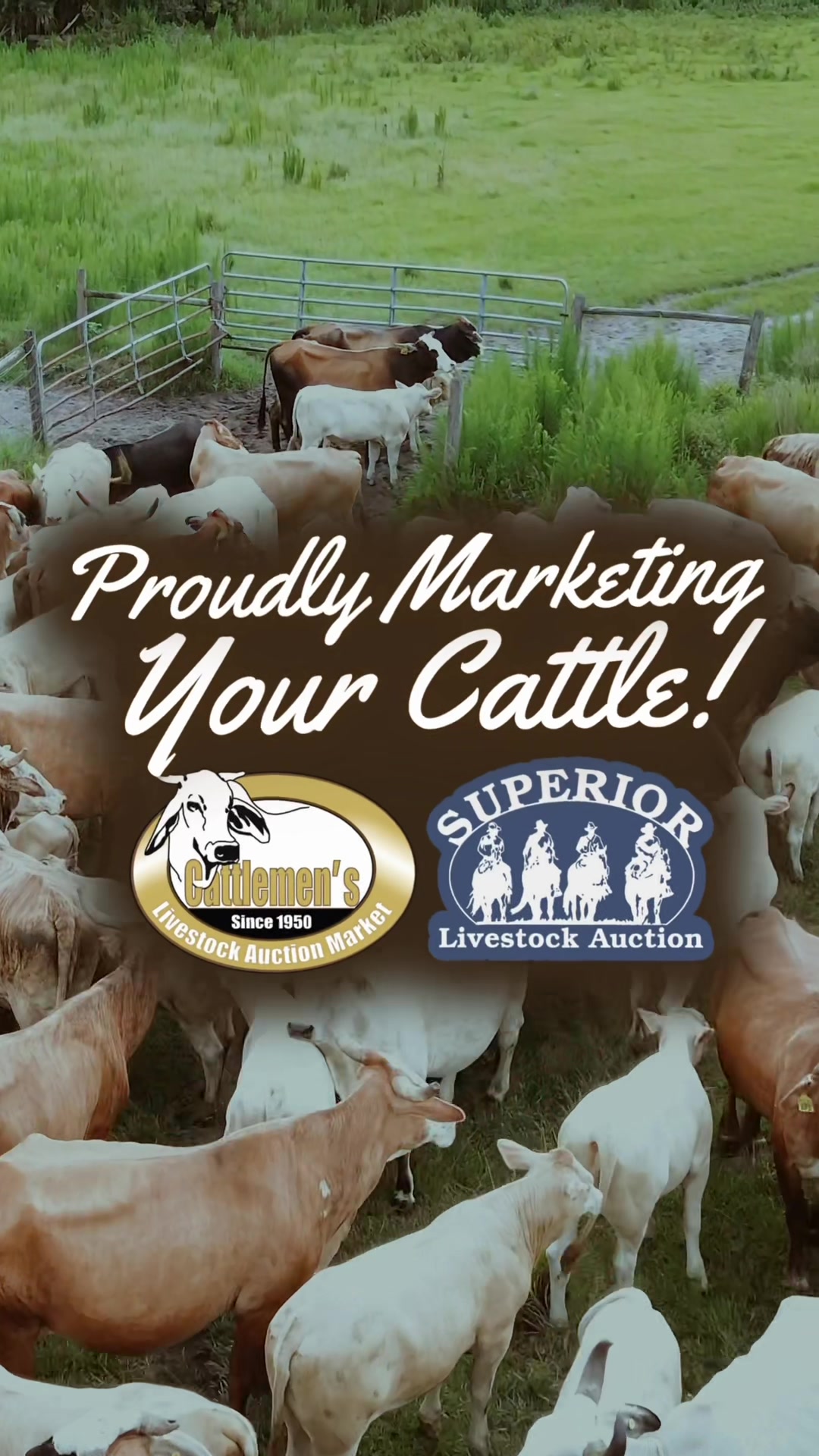 @Cattlemen&rsquo;s Livestock Market