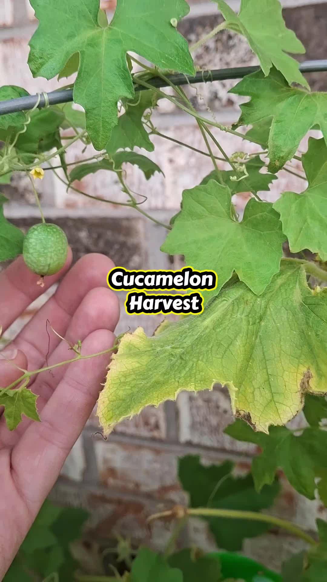 @gardening is Brutal.....
