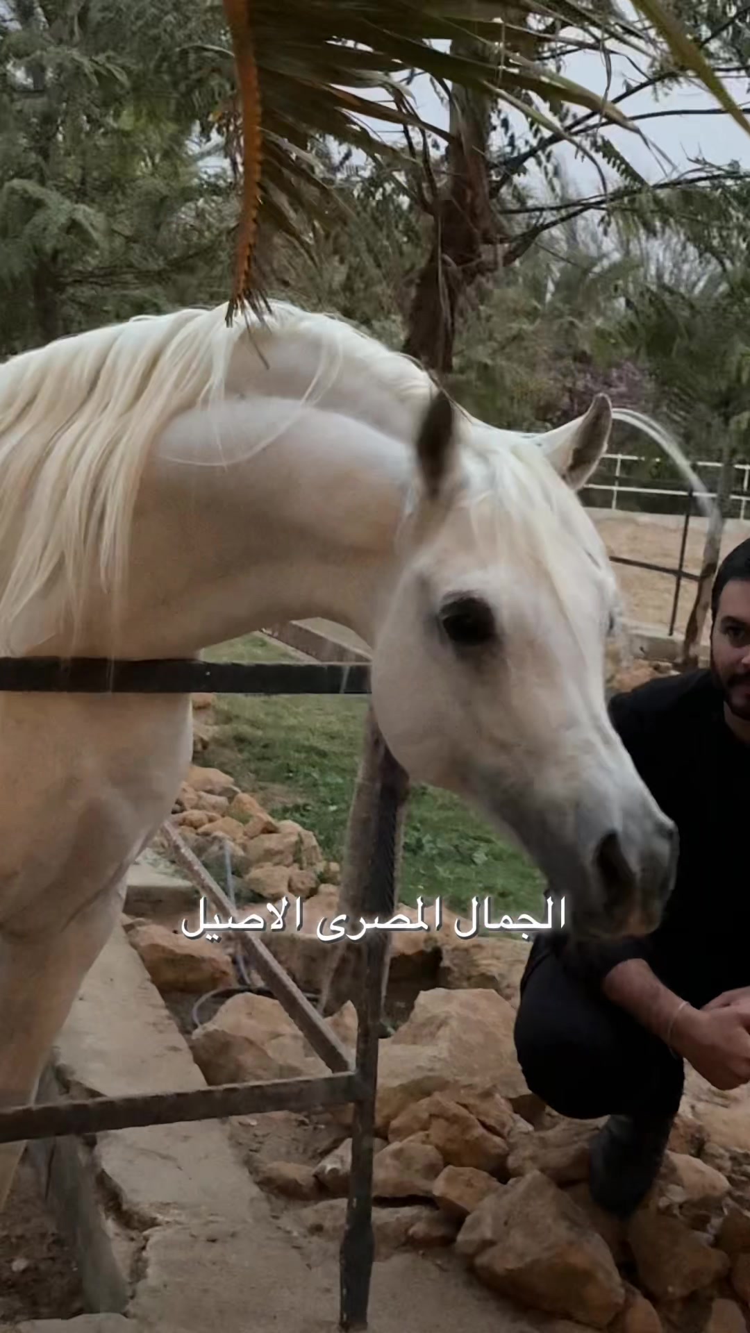 @Hatem settin حاتم ستين