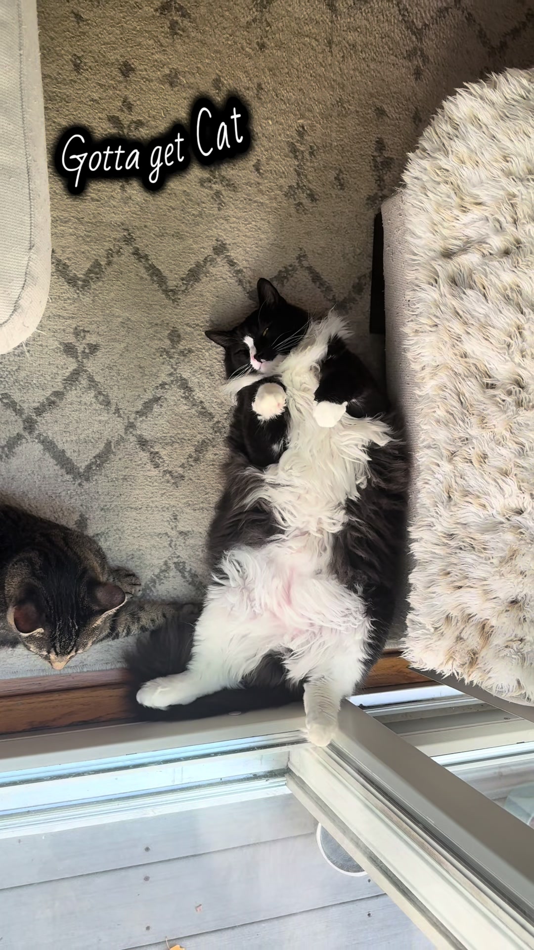 @TailsandWhiskersCo