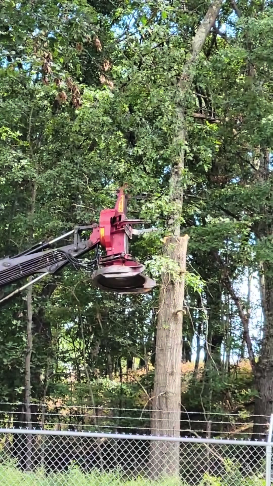 @Ron Bull The tree surgeon