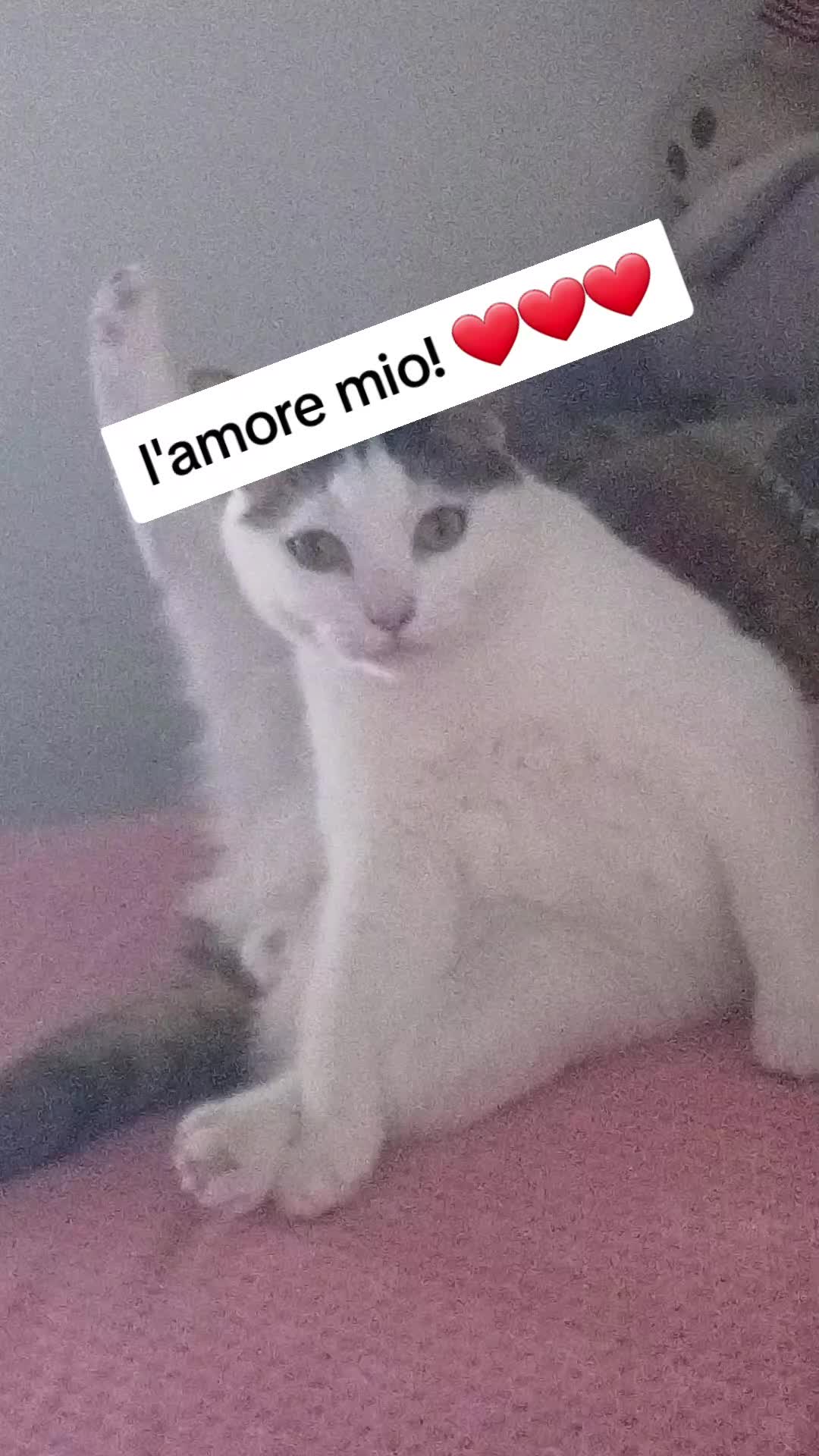 @dottoressasticaxxi