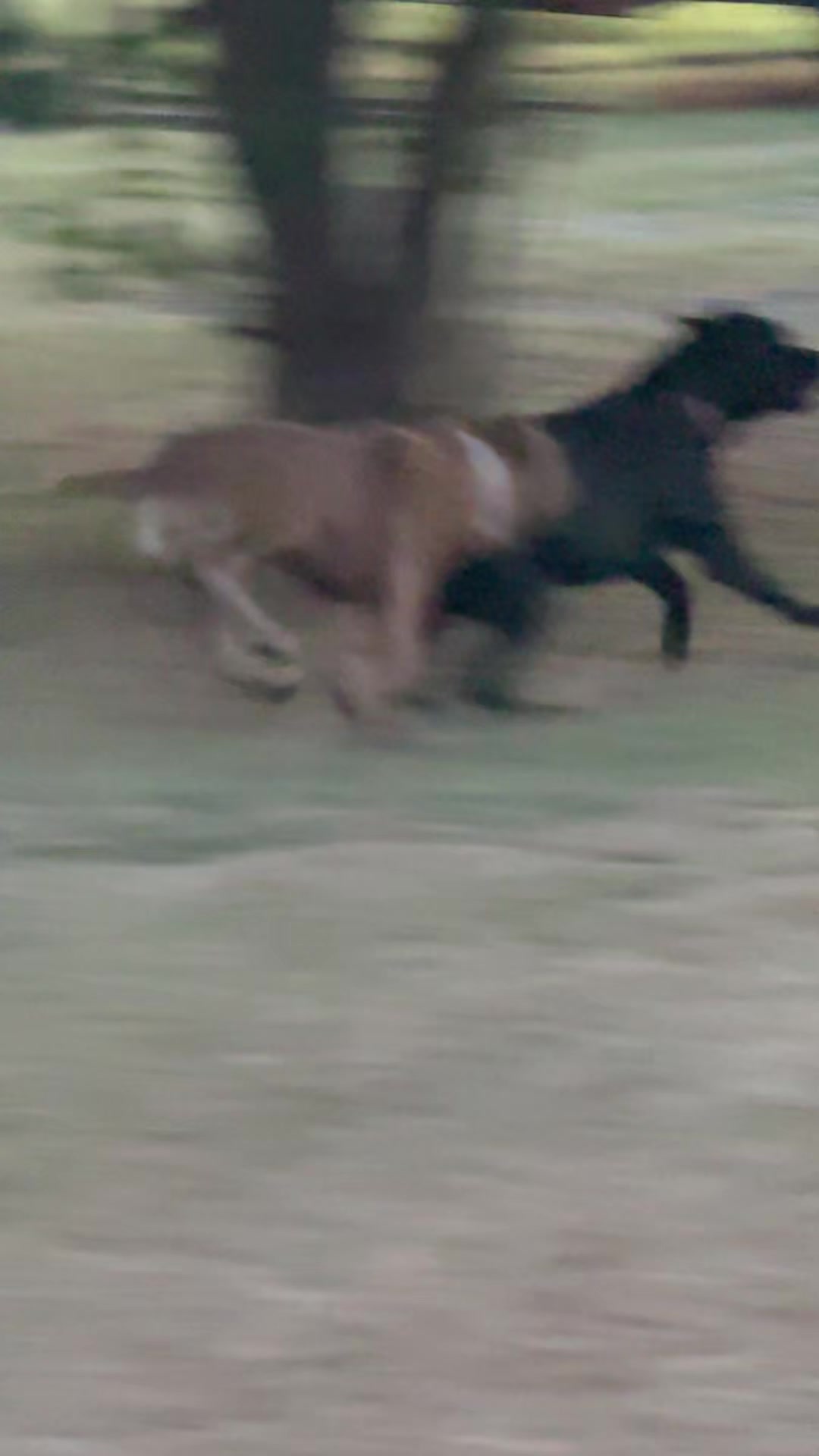 @AandMCaneCorsos