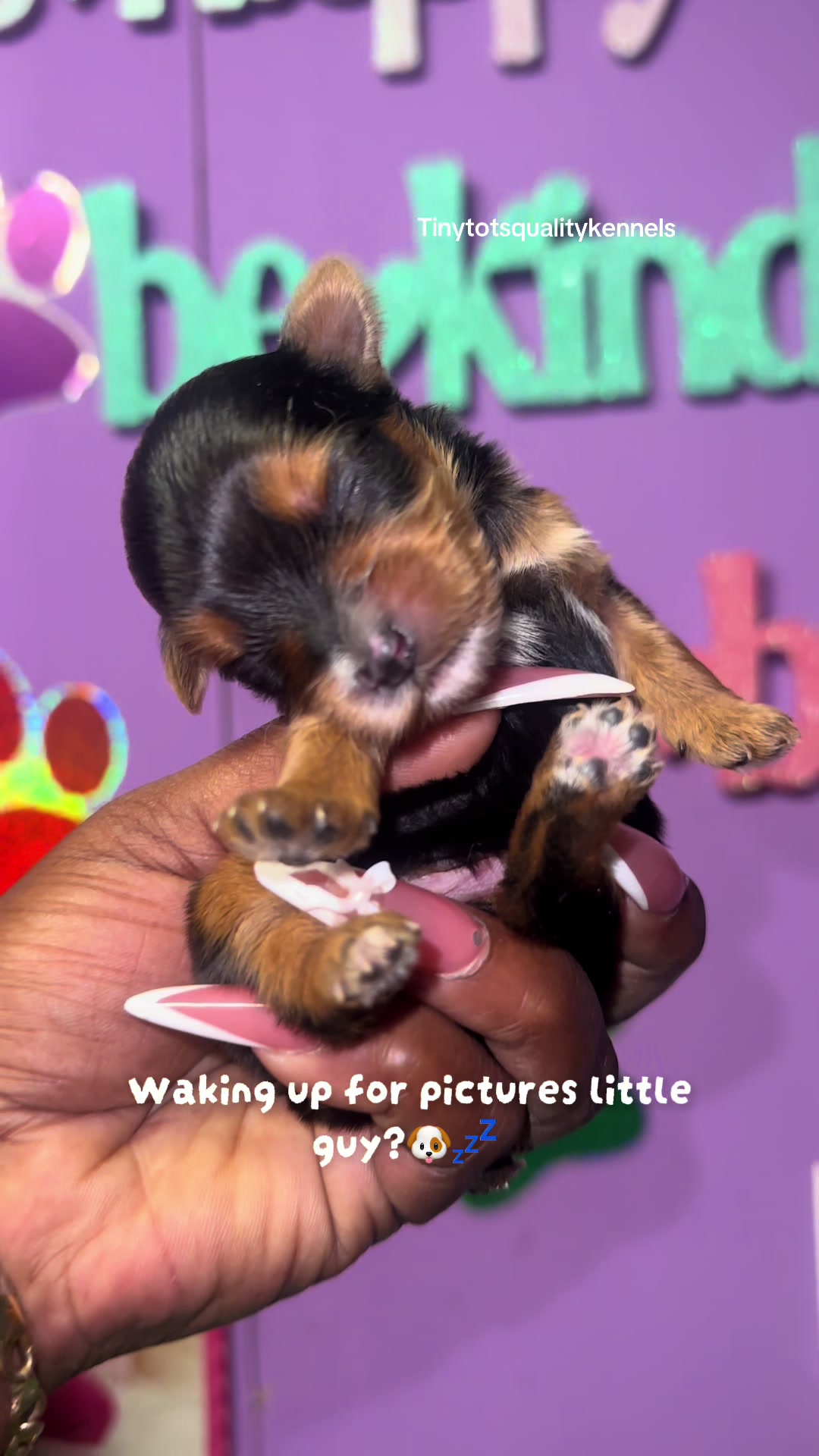 @Dog Lady