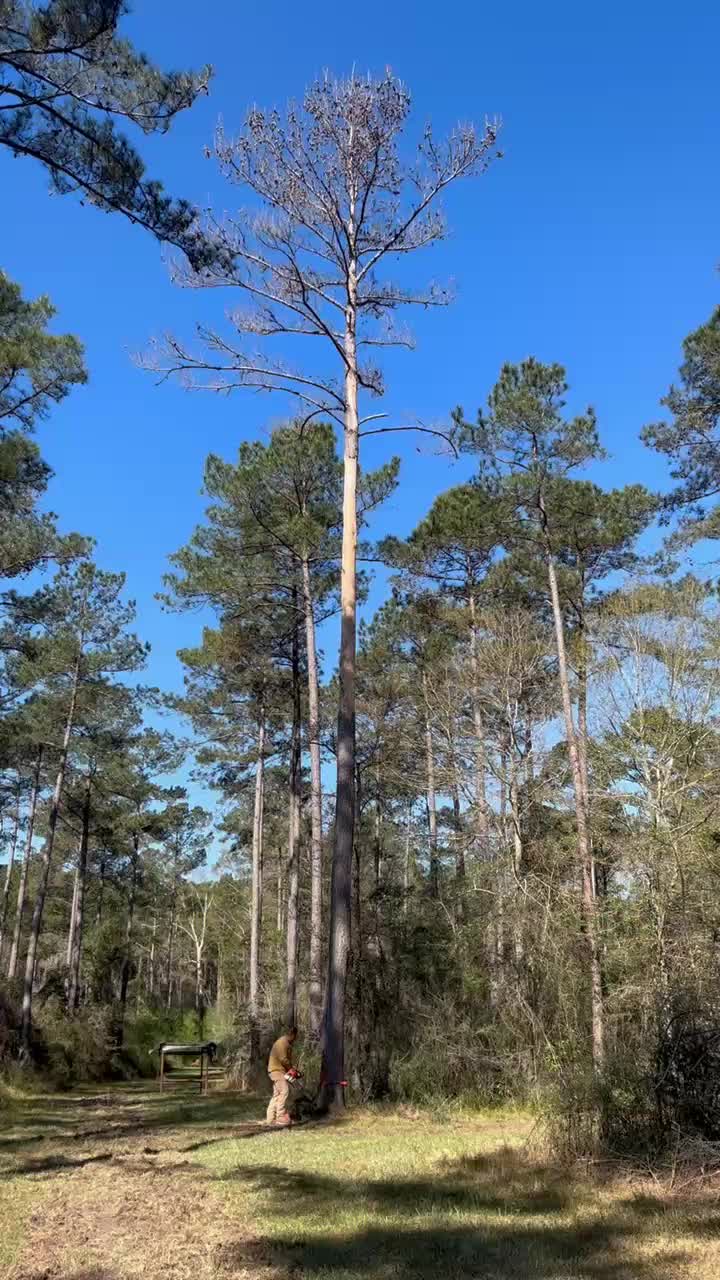@CSR Tree Service, LLC.