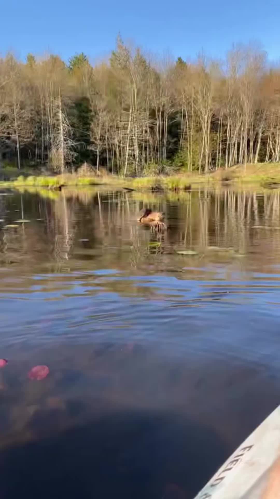 @Bigdaddyleo