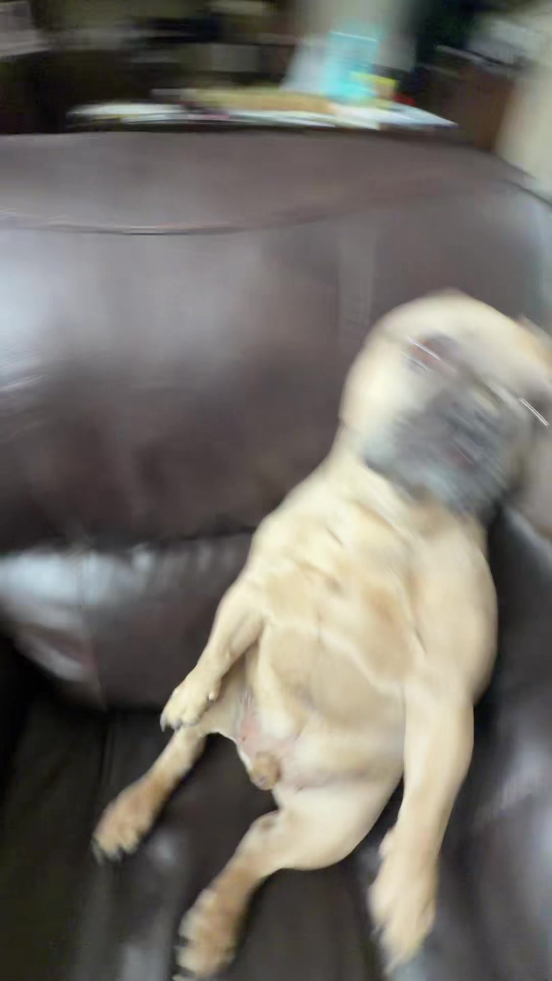 @bentleytheg0at