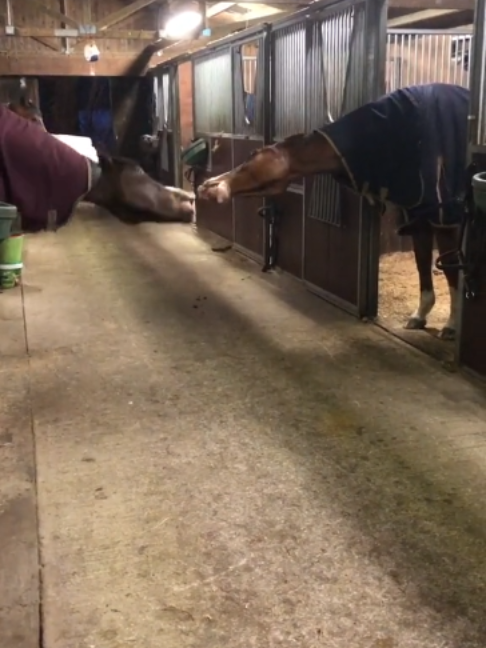 @Horses TikTok