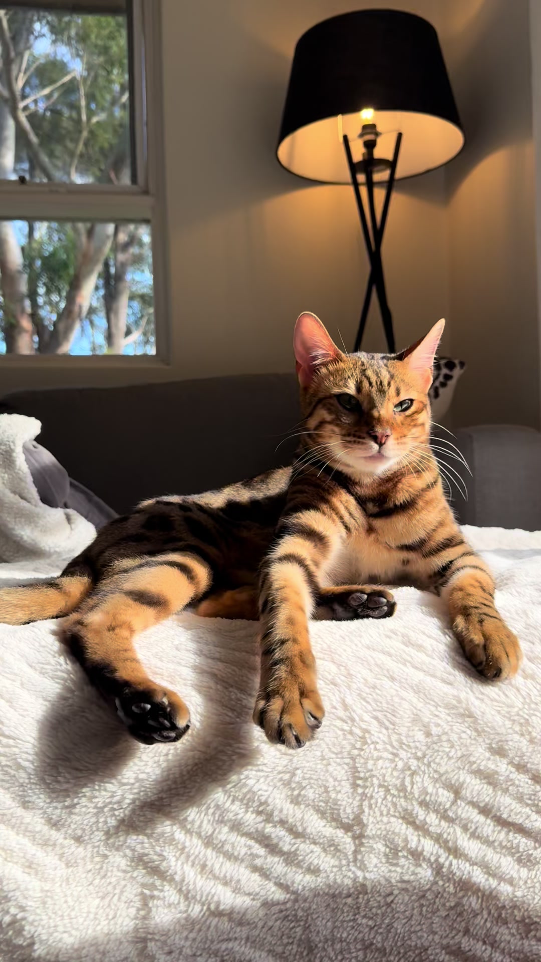 @mitmitcats