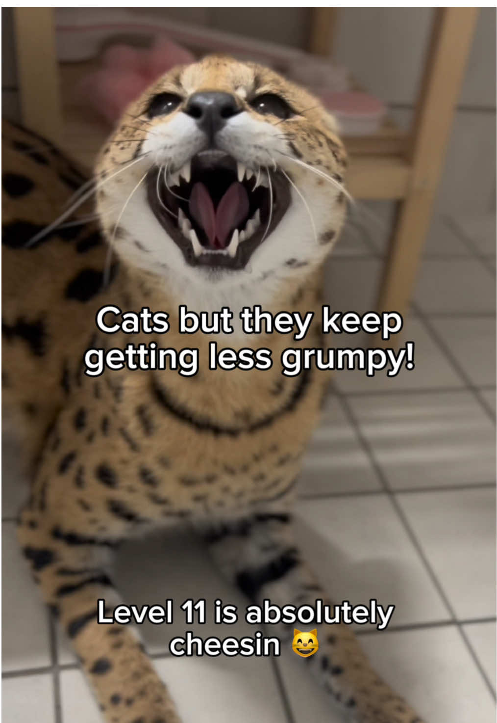 @KittenMitten