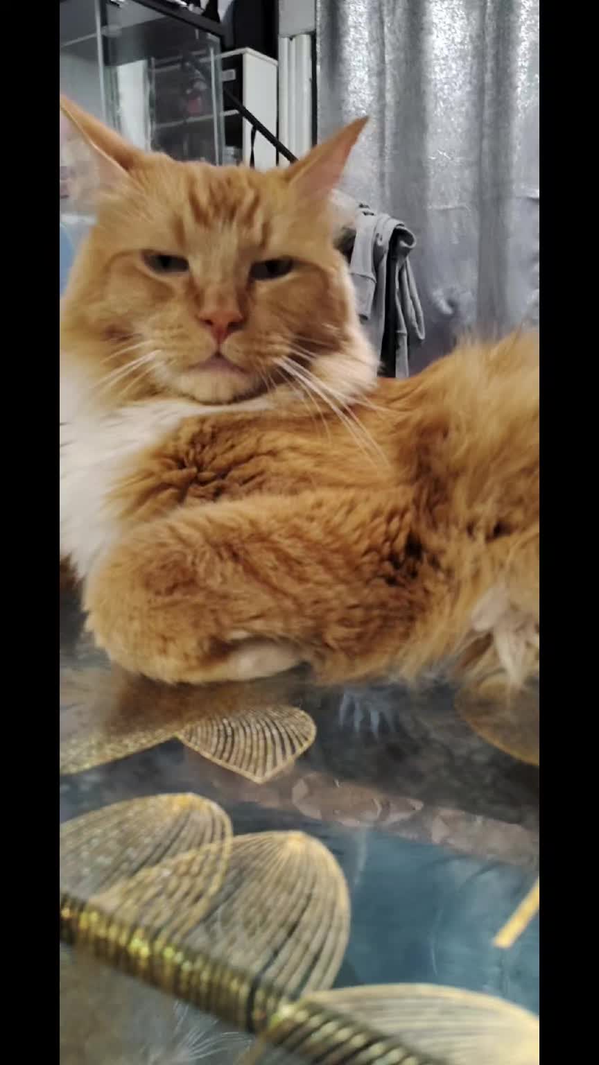 @Simba😽
