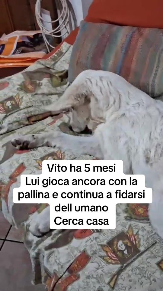 @I randagi di nessuno