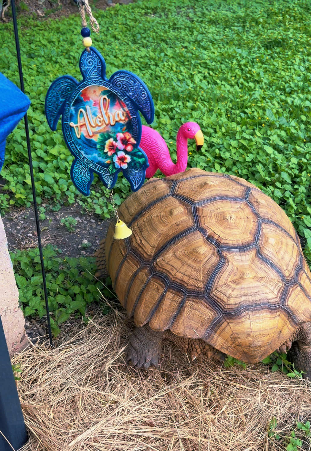 @OtisTheTortoise