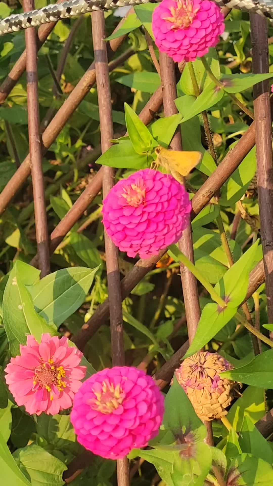 @TheNakedPlantLadyLLC