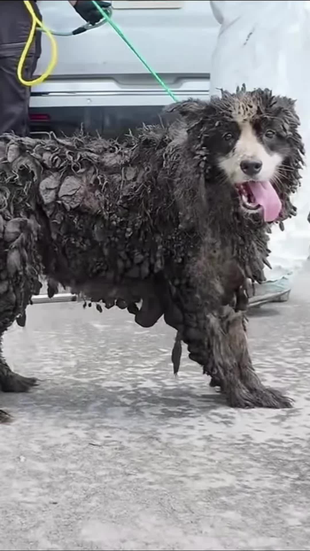 @AnimalWelfareGuy