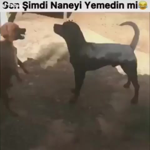 @Selçuk Tuna 🐈⬛