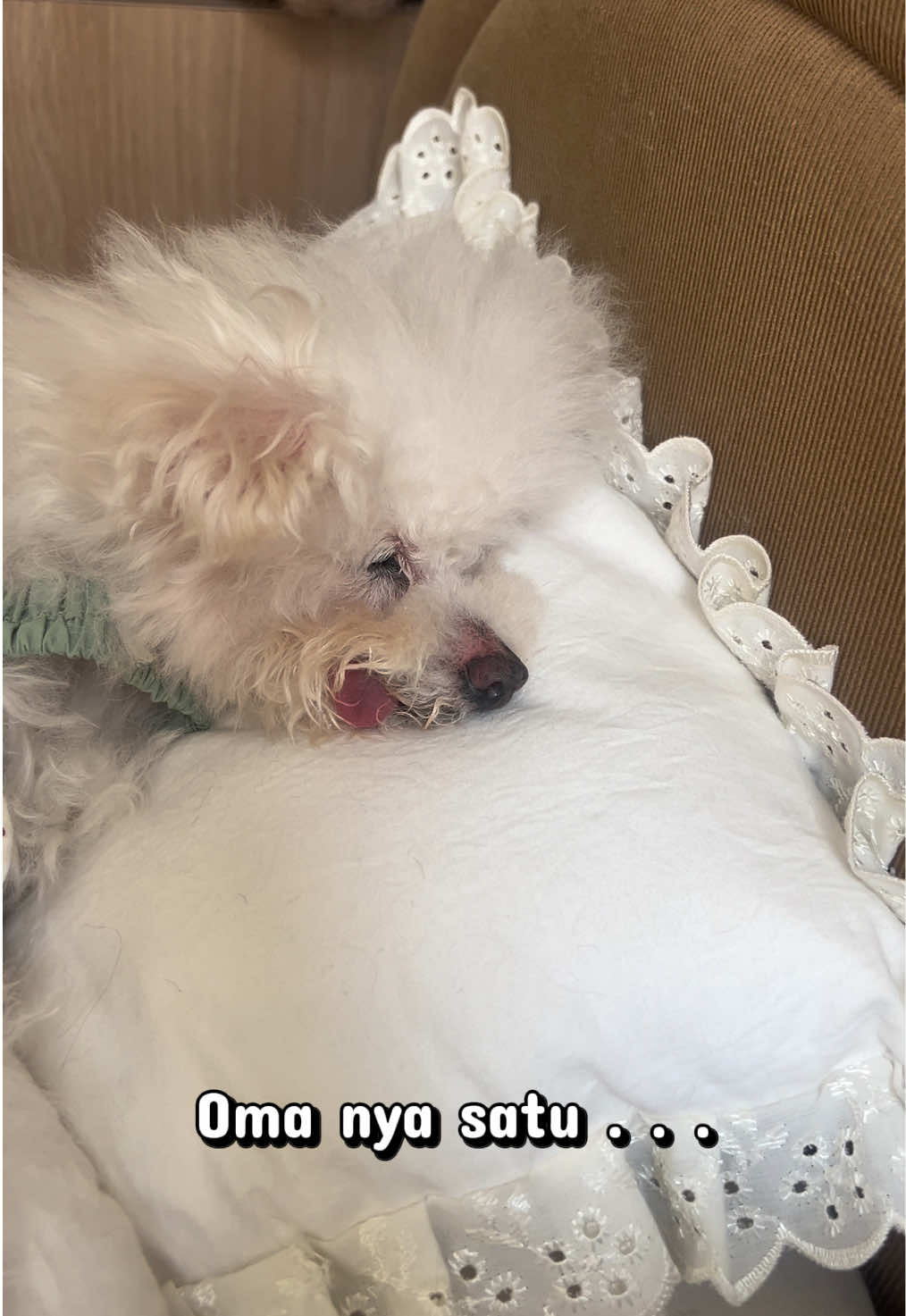 @Jiro and the poodle gang
