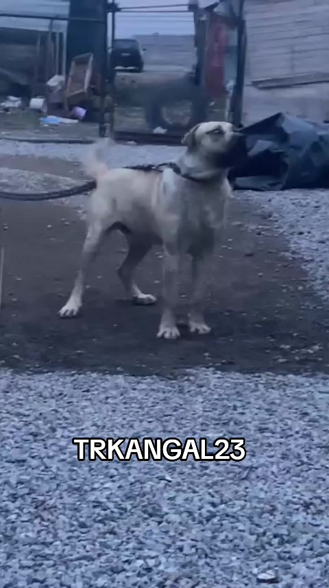 @🏆 TRKANGAL23 🏆