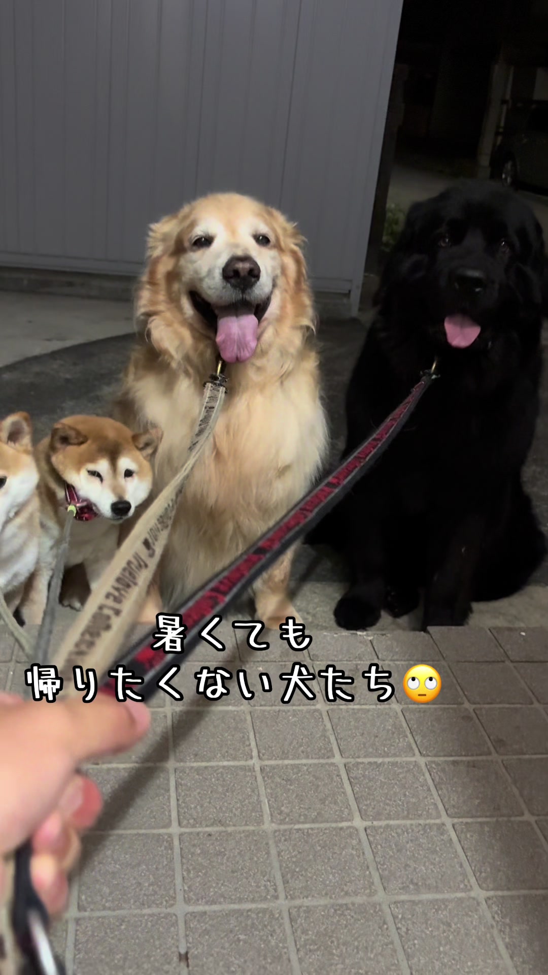 @ムックパパ🔶🐾