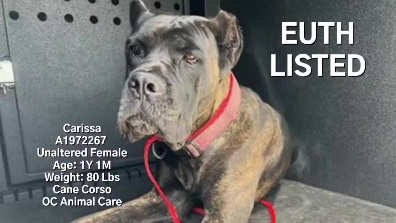 @Cane Corsos