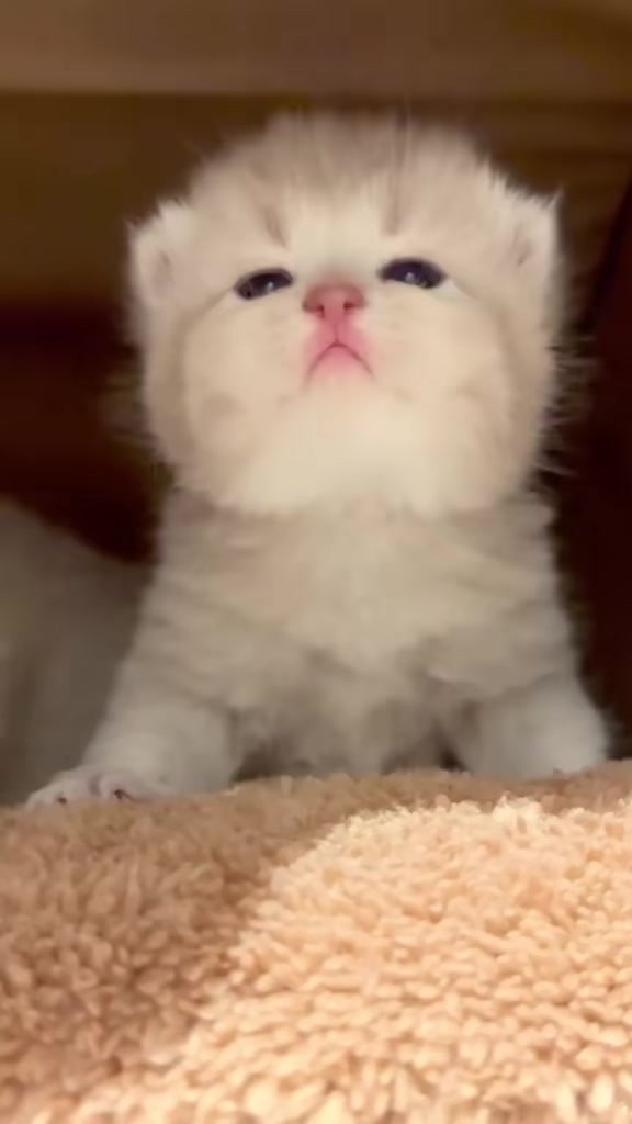 @catbosssss