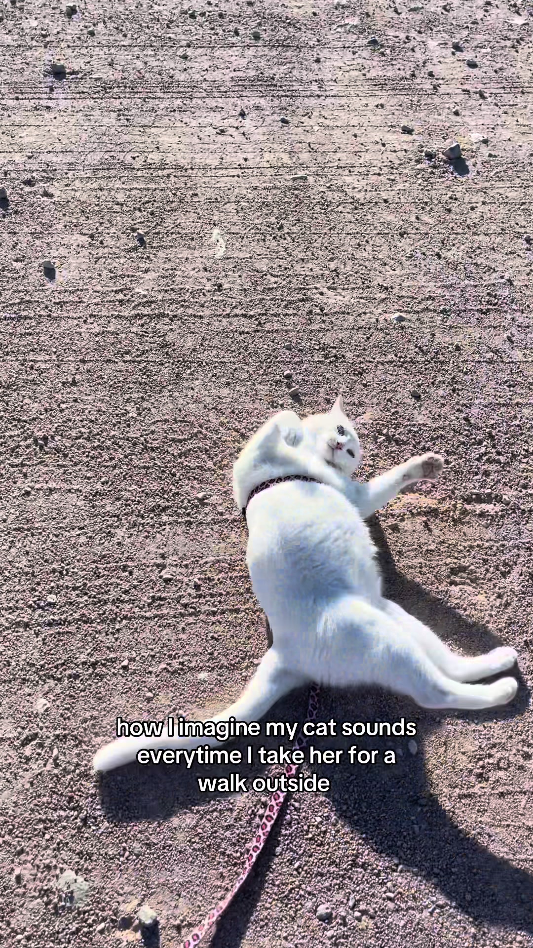 @chicken the white cat