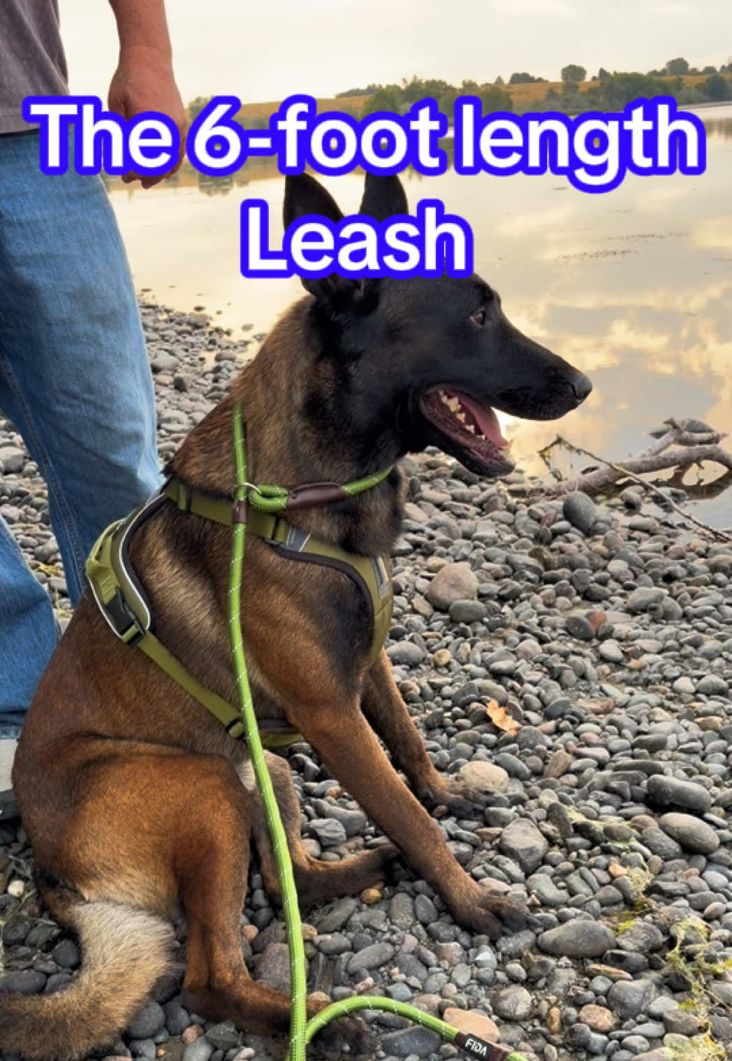 @bolo_belgianmalinois