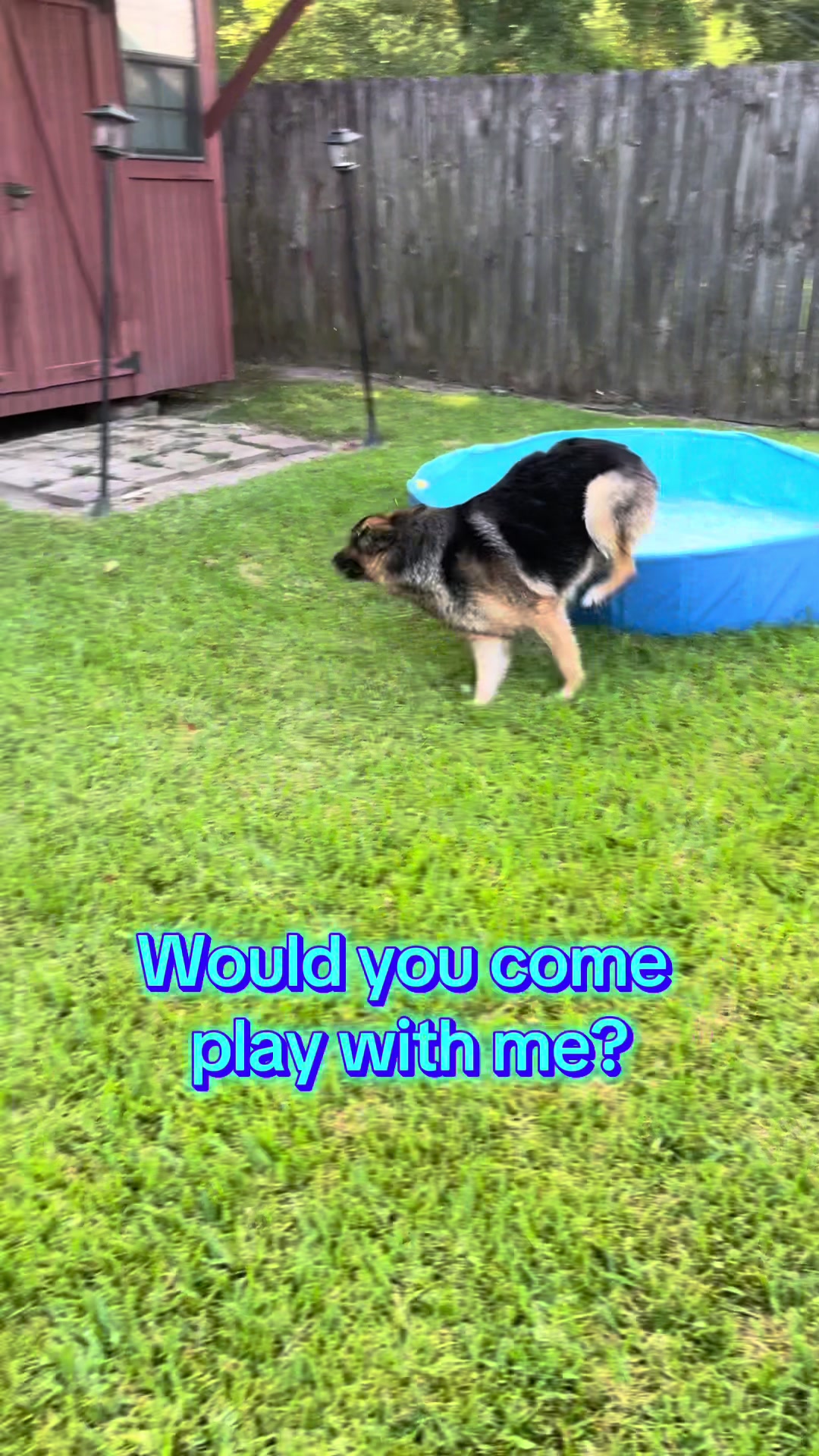 @Walter The German Shepherd