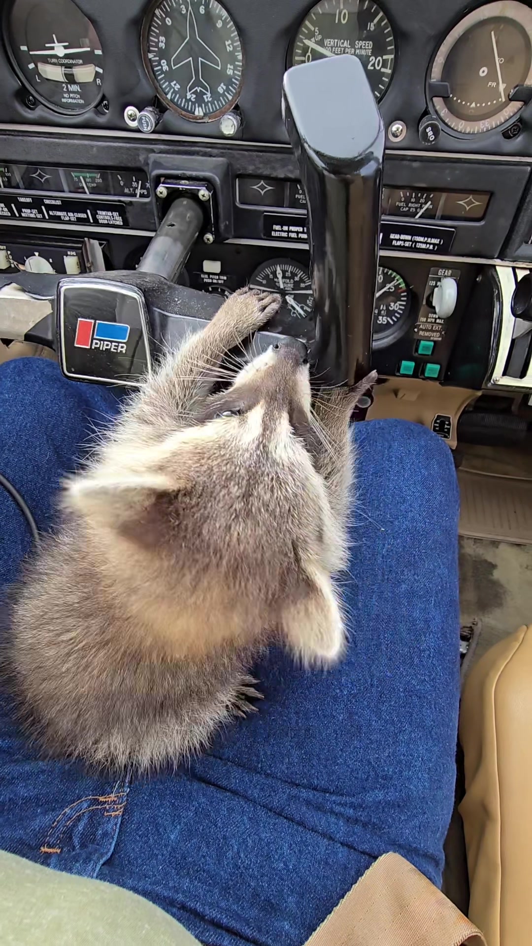 @Roxanne the Raccoon