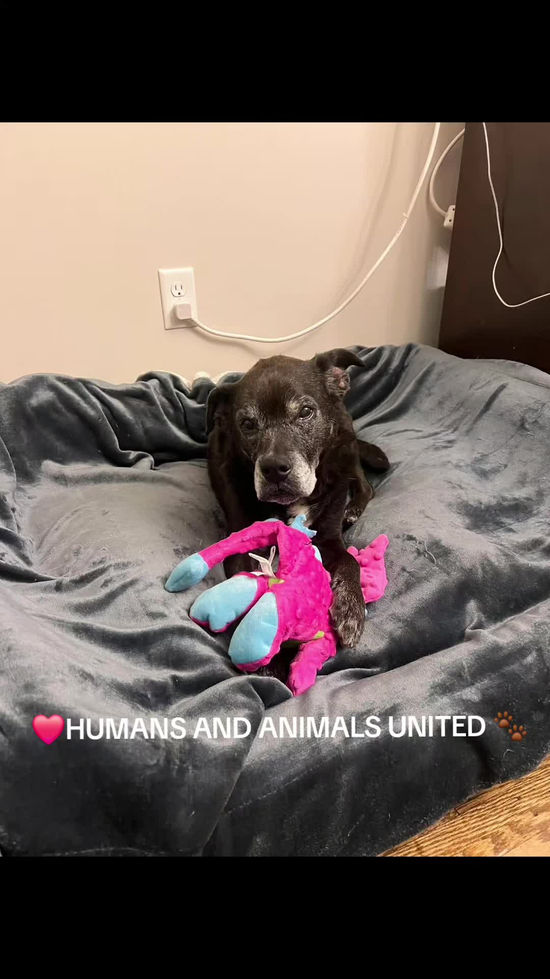 @HumansAndAnimalsUnited
