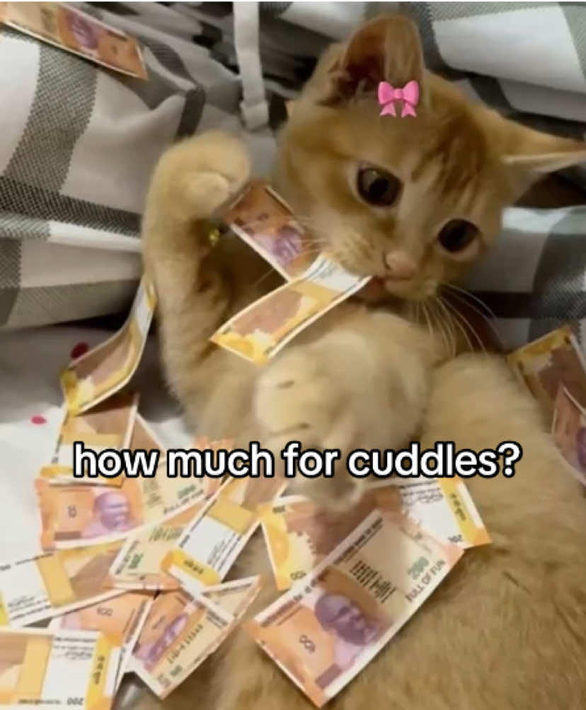 @the meow archive