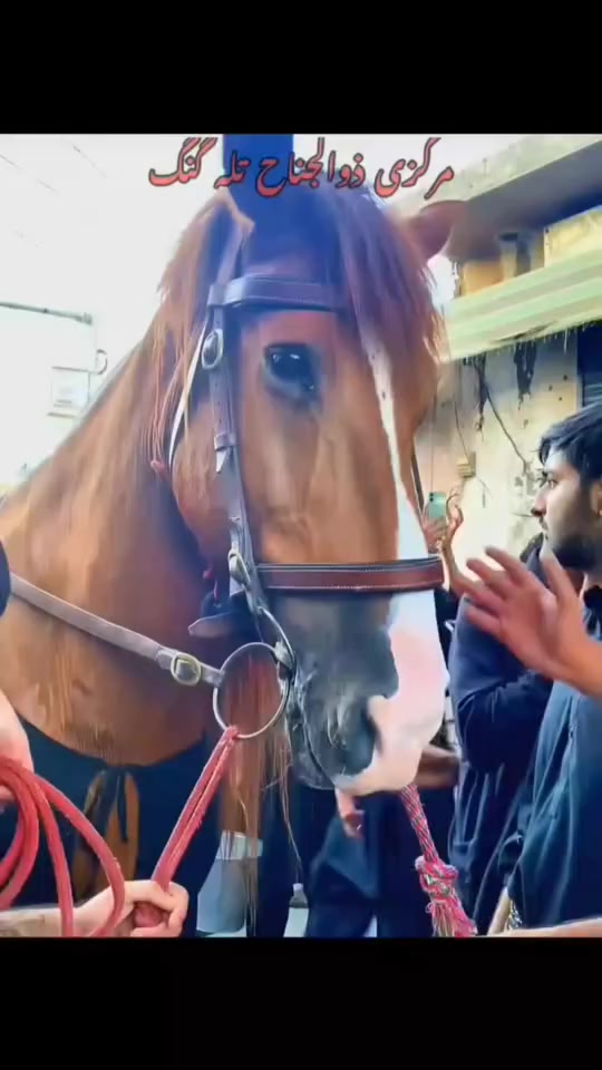 @مرکزی ذوالجناح تلہ گنگ