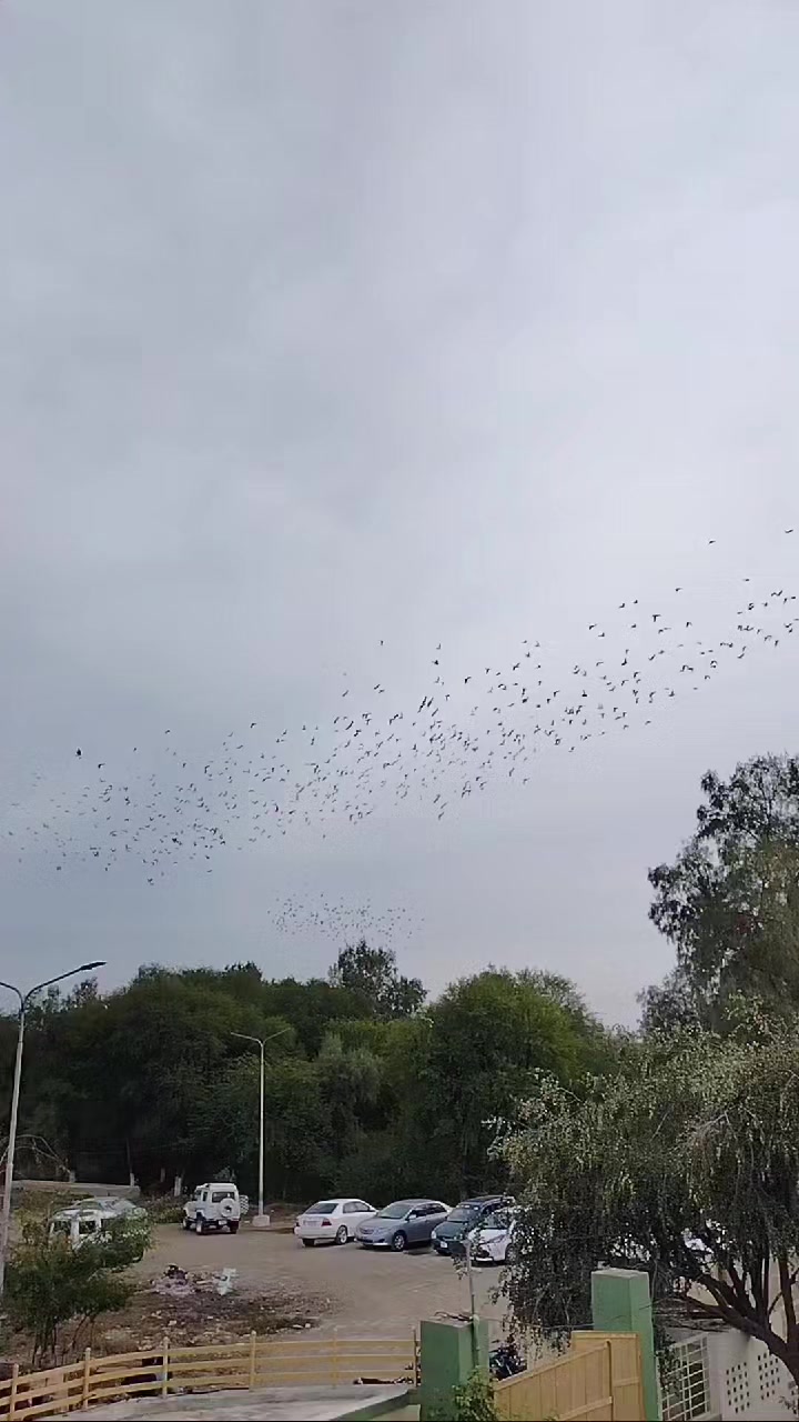 @waheedpegeonLoft