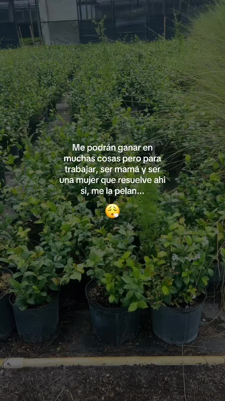 @Carmen Diaz