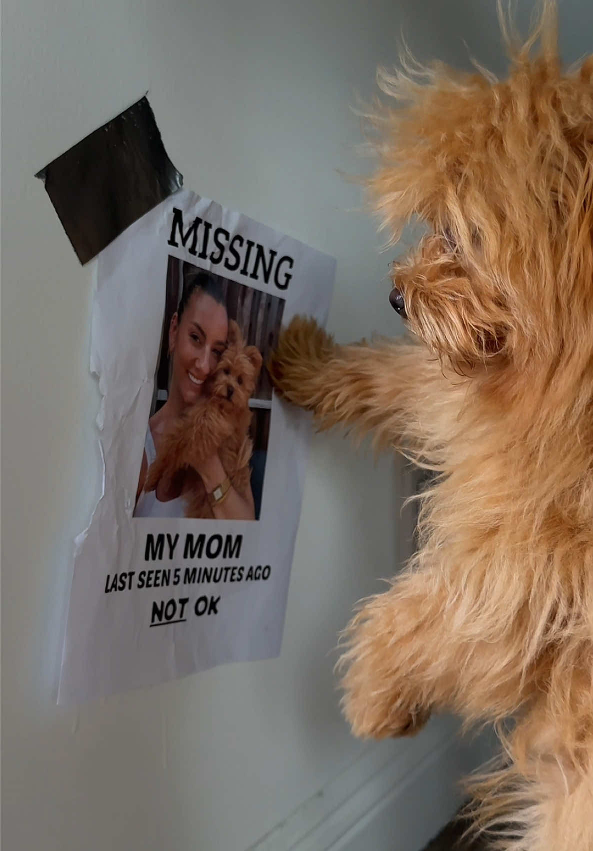 @Honey The Pomapoo 🧸