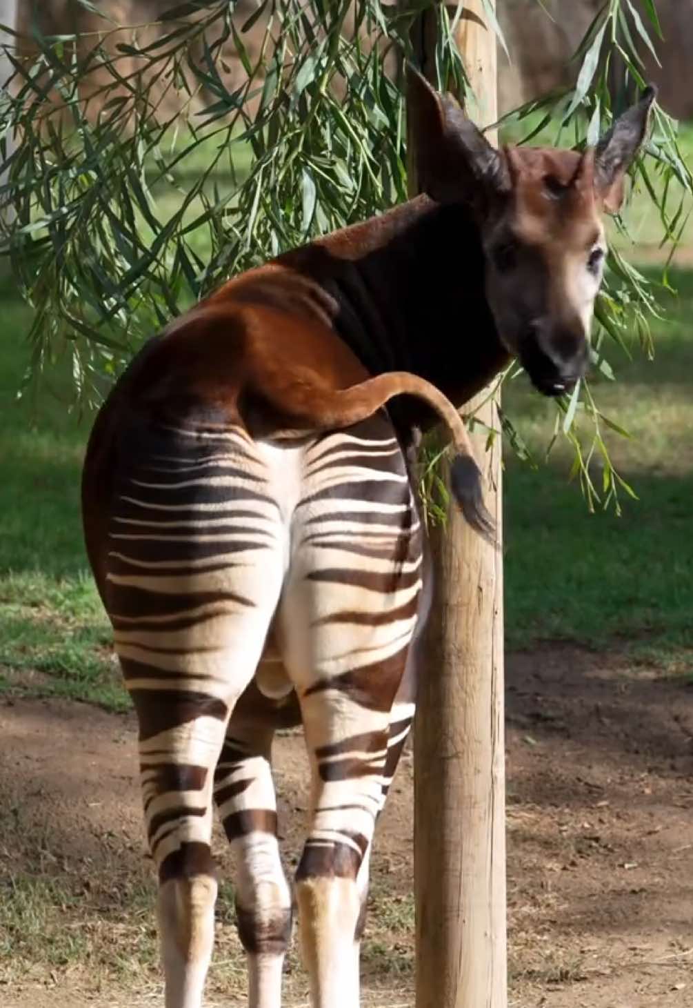 @San Diego Zoo
