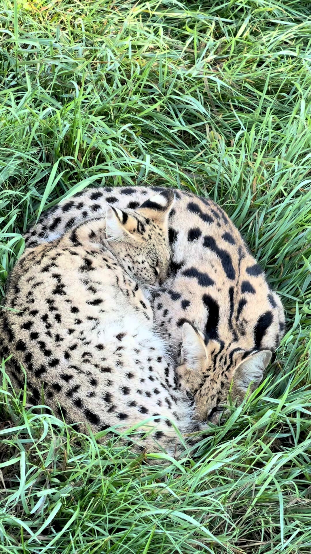 @The Wildcat Sanctuary