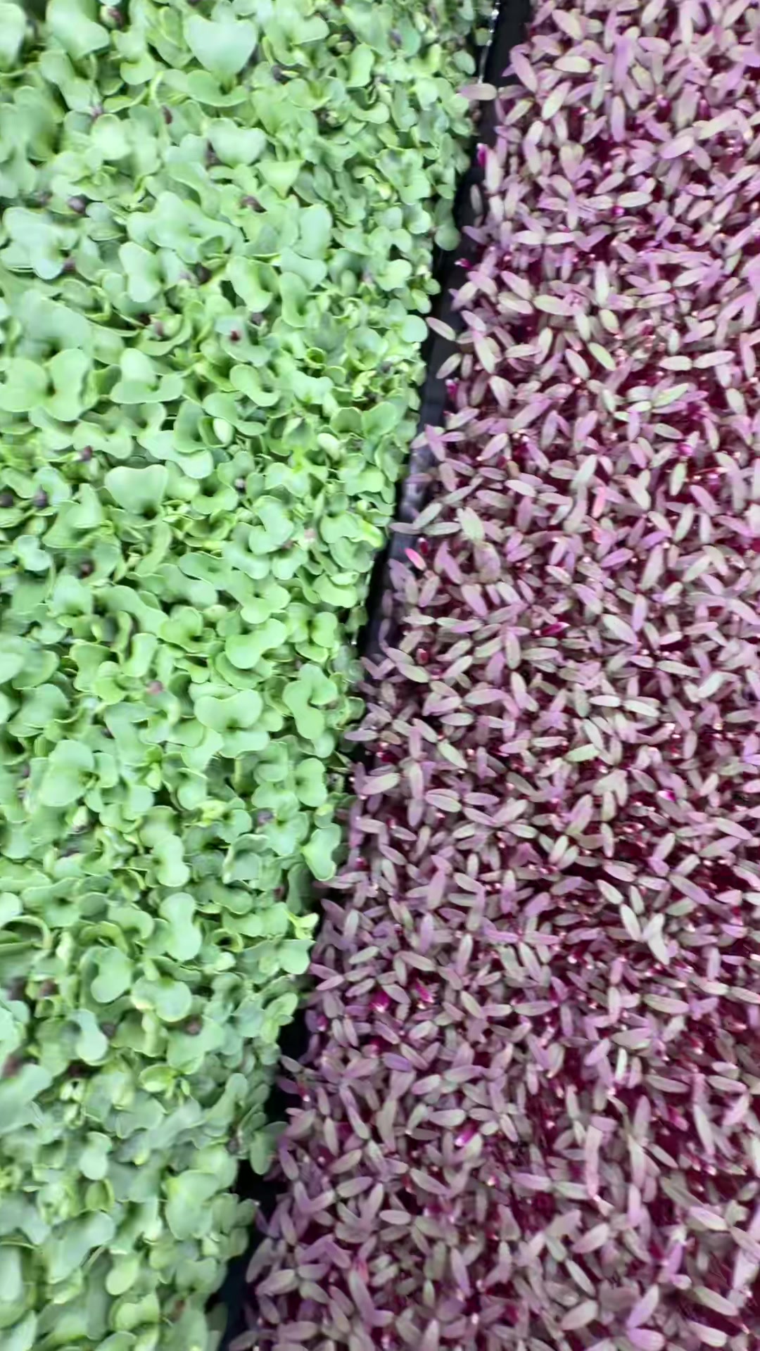 @Micos Micro Farm