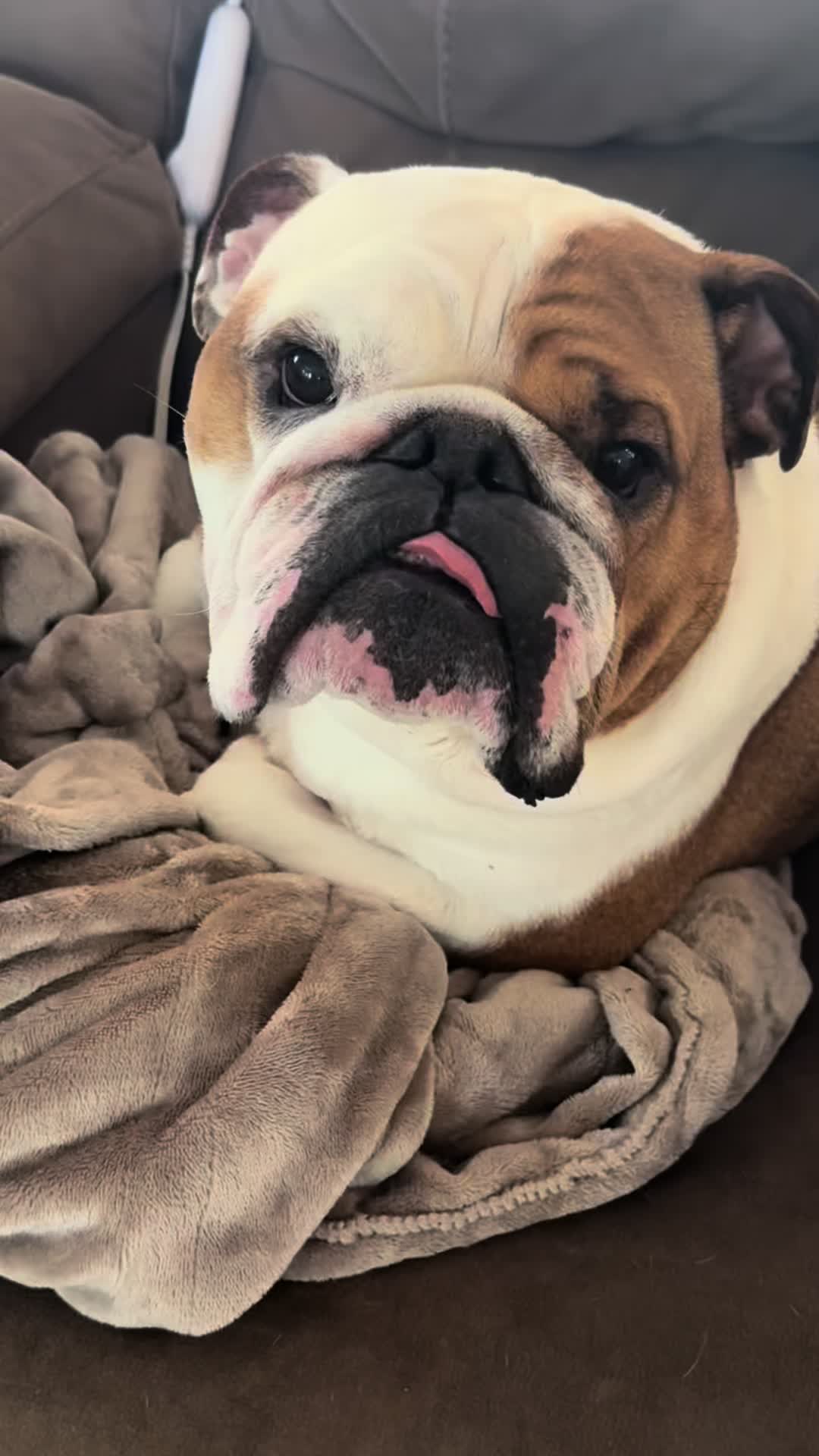 @Stubby The Bulldog