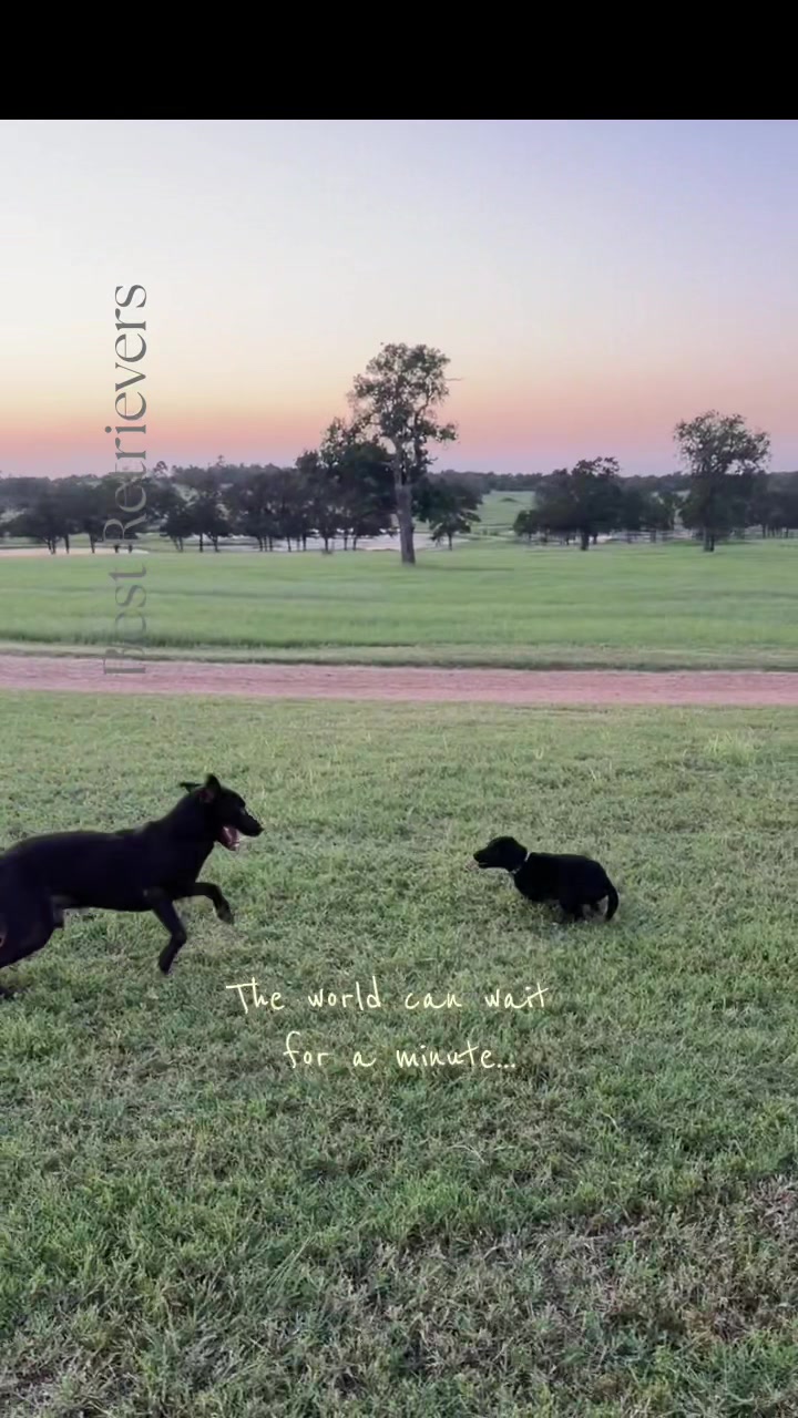 @Best Retrievers